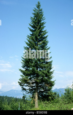 Comune di abete bianco (Abies alba), un esempio autoportante Foto Stock