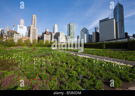 Lurie Garden, il Millennium Park di Chicago, Illinois, Stati Uniti d'America, America del Nord Foto Stock