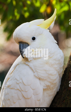 Zolfo-crested cockatoo, Dandenong Ranges, Victoria, Australia Pacific Foto Stock