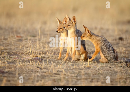 Tre neri-backed jackal o argento-backed jackal cuccioli nei primi giorni di luce, Masai Mara riserva nazionale, Kenya, Africa Foto Stock