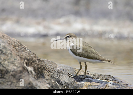 Sandpiper comune (Actitis hypoleucos), Kruger National Park, Sud Africa e Africa Foto Stock