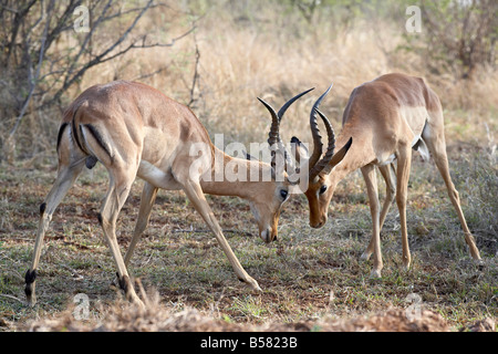 Due maschio impala (Aepyceros melampus) combattimenti, Kruger National Park, Sud Africa e Africa Foto Stock