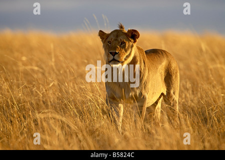 Giovane maschio lion (Panthera leo) all'inizio. La luce del mattino, il Masai Mara riserva nazionale, Kenya, Africa orientale, Africa Foto Stock