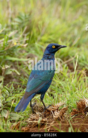 Cape glossy starling (Lamprotornis nitens), Imfolozi Game Reserve, Sud Africa e Africa Foto Stock
