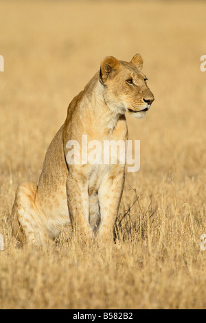 Giovane maschio lion (Panthera leo), il Masai Mara riserva nazionale, Kenya, Africa orientale, Africa Foto Stock