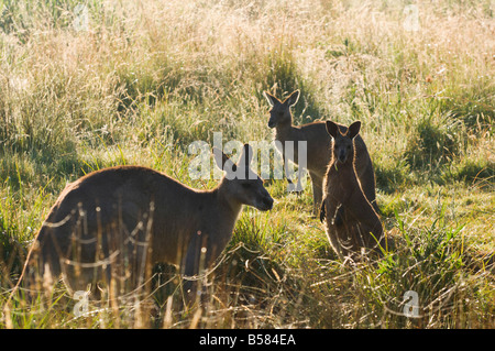 Grigio orientale canguri, Geehi, Kosciuszko National Park, New South Wales, Australia Pacific Foto Stock