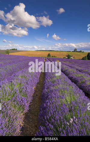 Filari di piante di lavanda a Snowshill Fattoria di Lavanda, Broadway, Worcestershire, Cotswolds, England, Regno Unito, Europa Foto Stock