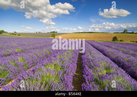 Filari di piante di lavanda a Snowshill Fattoria di Lavanda, Broadway, Worcestershire, Cotswolds, England, Regno Unito, Europa Foto Stock