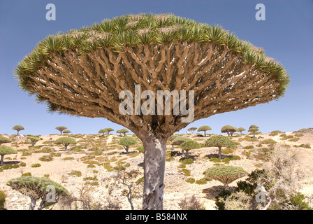 Dragon's sangue Tree (Dracaena cinnabari), endemico isola, Diksam Plateau, centrale isola di Socotra, Yemen, Medio Oriente Foto Stock