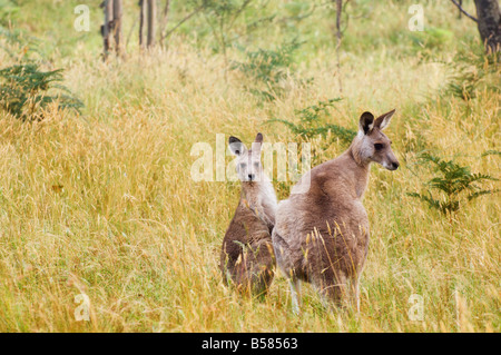 Grigio orientale canguri, Geehi, Kosciuszko National Park, New South Wales, Australia Pacific Foto Stock