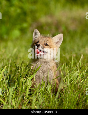 Red Fox (Vulpes vulpes fulva) kit, in cattività, arenaria, Minnesota, Stati Uniti d'America, America del Nord Foto Stock