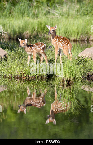 Due cervi dalla coda bianca (Odocoileus virginianus) cerbiatti con la riflessione, in cattività, arenaria, Minnesota, Stati Uniti d'America Foto Stock