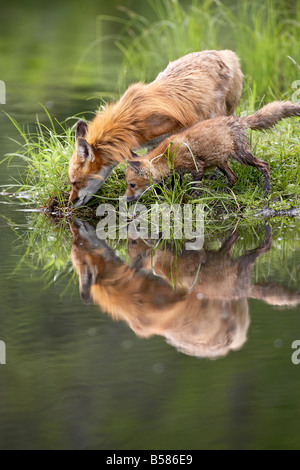 Red Fox (Vulpes vulpes fulva) adulto e kit di riflessione, in cattività, arenaria, Minnesota, Stati Uniti d'America, America del Nord Foto Stock