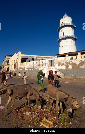 Muli mangiando verdure scartate in street Gibuti Africa Foto Stock