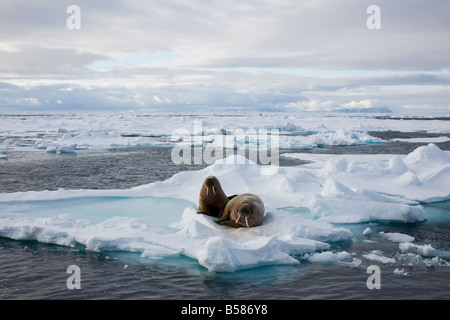 Tricheco (Odobenus rosmarus) sulla banchisa, Spitzbergen, Svalbard, Norvegia, Scandinavia, Europa Foto Stock