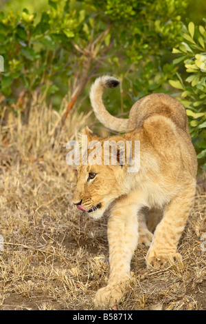 Lion (Panthera leo) cub, il Masai Mara riserva nazionale, Kenya, Africa orientale, Africa Foto Stock