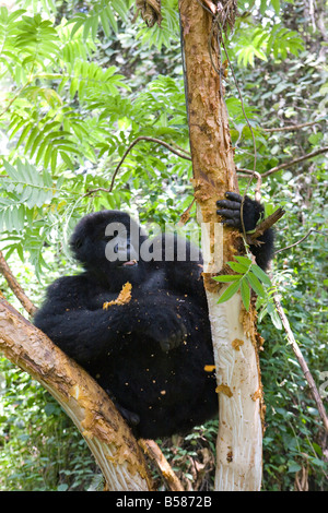 Gorilla di Montagna (Gorilla gorilla beringei) mangiare di corteccia di albero, Kongo, Ruanda, Africa Foto Stock