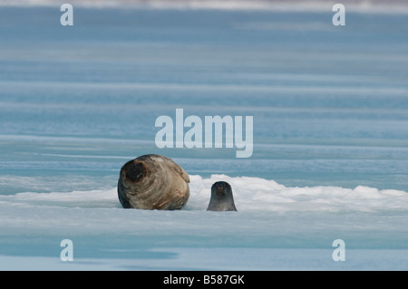 Guarnizione inanellato madre e pup dell'anno in primavera il cucciolo è di circa 2 mesi la madre è moulting il capotto l'animale dà Foto Stock