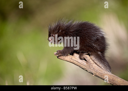 Un captive baby porcupine (Erethizon dorsatum), animali di Montana, Bozeman, Montana, Stati Uniti d'America, America del Nord Foto Stock