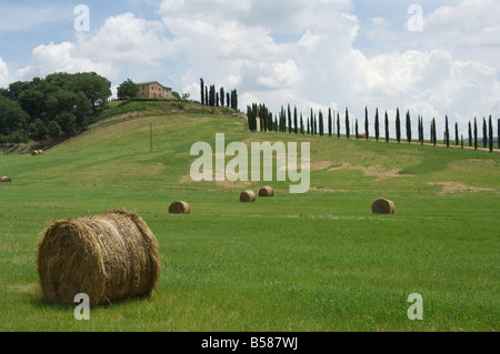 Vista tipica del paesaggio toscano, le Crete (Creta), Toscana, Italia, Europa Foto Stock