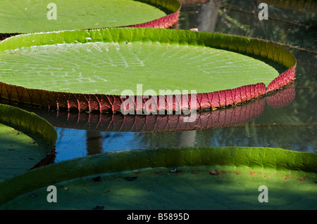 Giardini Kanapaha Gainesville Florida Giant Victoria giglio di acqua Foto Stock