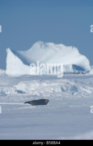 Guarnizione cerchiati di cucciolo di circa 2 mesi di età i giovani delle guarnizioni di tenuta sono nati in cavità tane nascoste sotto la neve sul mare di ghiaccio Foto Stock