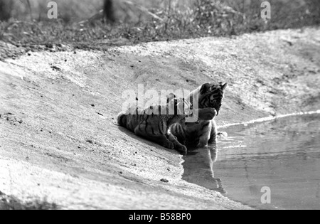 Cuccioli di tigre a Longleat. 3 Sibirian cuccioli di tigre più amorevole maschio e femmina tigri. Questi rari e costosi gli animali sono crogiolarsi al sole a Longleat Wild Life Park. Wilts. Agosto 1977 77-04331-002 Foto Stock