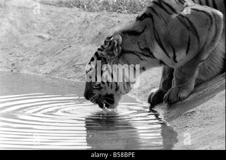 Cuccioli di tigre a Longleat. 3 Sibirian cuccioli di tigre più amorevole maschio e femmina tigri. Questi rari e costosi gli animali sono crogiolarsi al sole a Longleat Wild Life Park. Wilts. Agosto 1977 77-04331 Foto Stock