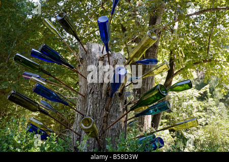 Bottiglia africana albero a Kanapaha Botanical Gardens Gainesville Florida Foto Stock