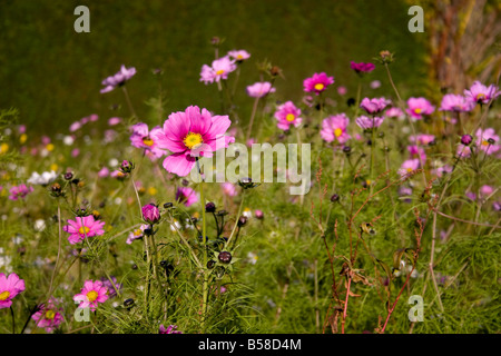 Rosa Cosmo in fioritura in ottobre nello Yorkshire, Regno Unito Foto Stock