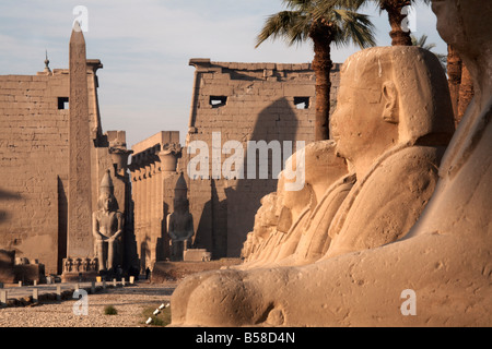 Viale di sfingi che conduce al tempio di Luxor, Luxor, Tebe, Sito Patrimonio Mondiale dell'UNESCO, Egitto, Africa Settentrionale, Africa Foto Stock