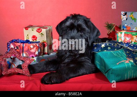 Schnauzer gigante Foto Stock