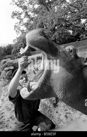 Hippo a Chessington Zoo: ben il Chessington Zoo ippopotamo che pesa circa 1 tonnellata visto qui hanno un sacchetto di plastice rimosso dai suoi denti Foto Stock