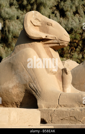 Ram intitolata sphinx, Tempio di Karnak, nei pressi di Luxor, Tebe, Sito Patrimonio Mondiale dell'UNESCO, Egitto, Africa Settentrionale, Africa Foto Stock