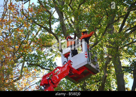 Il taglio di alberi dalla gru, la valle di giardini, Windsor Great Park, Virginia Water, Surrey, England, Regno Unito Foto Stock