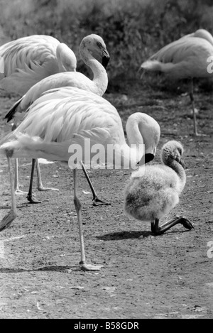 Freddie il Flamingo: un po' di palla di lanugine, un vero rompicapo. Mentre la mamma è andato alla ricerca di cibo o preening se stessa, giovane Freddie un bambino di ma a pochi giorni appena nascosto se stesso in una sfera come un soffio di polvere. Egli è un giovanissimo flamingo nato a Whipsnade Zoo. Le sue piume sono davvero come un gomitolo di lana e certamente egli era un po' una, puzzle per i visitatori. Agosto 1977 77-04312-001 Foto Stock