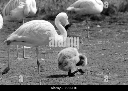 Freddie il Flamingo: un po' di palla di lanugine, un vero rompicapo. Mentre la mamma è andato alla ricerca di cibo o preening se stessa, giovane Freddie un bambino di ma a pochi giorni appena nascosto se stesso in una sfera come un soffio di polvere. Egli è un giovanissimo flamingo nato a Whipsnade Zoo. Le sue piume sono davvero come un gomitolo di lana e certamente egli era un po' una, puzzle per i visitatori. Agosto 1977 77-04312-002 Foto Stock