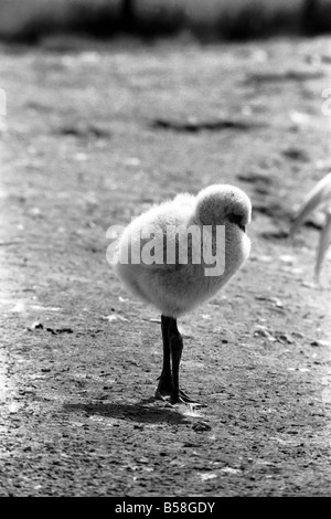 Freddie il Flamingo: un po' di palla di lanugine, un vero rompicapo. Mentre la mamma è andato alla ricerca di cibo o preening se stessa, giovane Freddie un bambino di ma a pochi giorni appena nascosto se stesso in una sfera come un soffio di polvere. Egli è un giovanissimo flamingo nato a Whipsnade Zoo. Le sue piume sono davvero come un gomitolo di lana e certamente egli era un po' una, puzzle per i visitatori. Agosto 1977 77-04312-003 Foto Stock