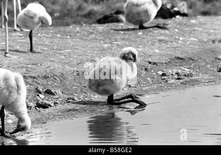 Freddie il Flamingo: un po' di palla di lanugine, un vero rompicapo. Mentre la mamma è andato alla ricerca di cibo o preening se stessa, giovane Freddie un bambino di ma a pochi giorni appena nascosto se stesso in una sfera come un soffio di polvere. Egli è un giovanissimo flamingo nato a Whipsnade Zoo. Le sue piume sono davvero come un gomitolo di lana e certamente egli era un po' una, puzzle per i visitatori. Agosto 1977 77-04312-005 Foto Stock