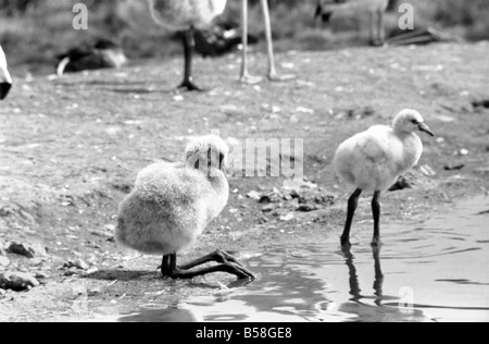 Freddie il Flamingo: un po' di palla di lanugine, un vero rompicapo. Mentre la mamma è andato alla ricerca di cibo o preening se stessa, giovane Freddie un bambino di ma a pochi giorni appena nascosto se stesso in una sfera come un soffio di polvere. Egli è un giovanissimo flamingo nato a Whipsnade Zoo. Le sue piume sono davvero come un gomitolo di lana e certamente egli era un po' una, puzzle per i visitatori. Agosto 1977 77-04312-007 Foto Stock