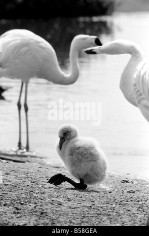 Freddie il Flamingo: un po' di palla di lanugine, un vero rompicapo. Mentre la mamma è andato alla ricerca di cibo o preening se stessa, giovane Freddie un bambino di ma a pochi giorni appena nascosto se stesso in una sfera come un soffio di polvere. Egli è un giovanissimo flamingo nato a Whipsnade Zoo. Le sue piume sono davvero come un gomitolo di lana e certamente egli era un po' una, puzzle per i visitatori. Agosto 1977 77-04312-008 Foto Stock