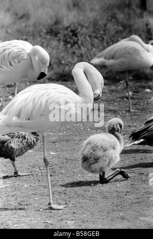 Freddie il Flamingo: un po' di palla di lanugine, un vero rompicapo. Mentre la mamma è andato alla ricerca di cibo o preening se stessa, giovane Freddie un bambino di ma a pochi giorni appena nascosto se stesso in una sfera come un soffio di polvere. Egli è un giovanissimo flamingo nato a Whipsnade Zoo. Le sue piume sono davvero come un gomitolo di lana e certamente egli era un po' una, puzzle per i visitatori. Agosto 1977 77-04312 Foto Stock