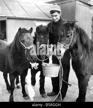 Signor Leslie Moffat chi corre Carlisle s casa di riposo per i cavalli alimenta tre Durham pit pony Stan Pat e selce come andare in pensione Foto Stock