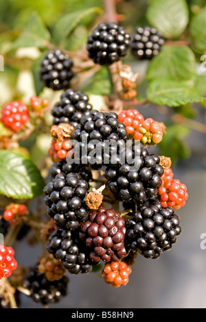 Grappolo di more mature UK Foto Stock