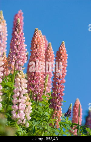Gaspe, Gaspe peninsula, Provincia di Quebec, Canada, America del Nord Foto Stock
