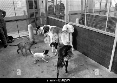 Battersea cani Home: San Barnard. Marzo 1975 75-01645-001 Foto Stock