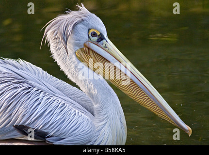 Rosa Backed Pelican (pelecanus rufescens) Foto Stock