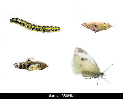 Ciclo di vita della grande farfalla bianca Sarcococca Brassicae Foto Stock