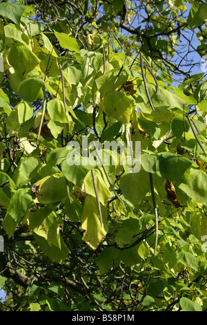 Indian Bean tree, Catalpa bignonioides, Bignoniaceae. Sud Est USA America