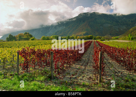 Vigneti vicino San Ismier, vicino a Chambery, Savoie, Rhone Alpes, Francia, Europa Foto Stock